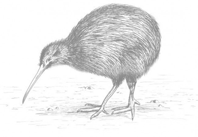 Kiwi Physio logo